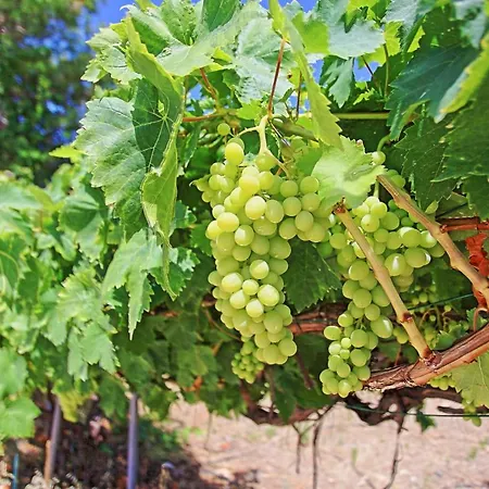 Βίλα Marilena Sunset 2 Αγία Μαρίνα